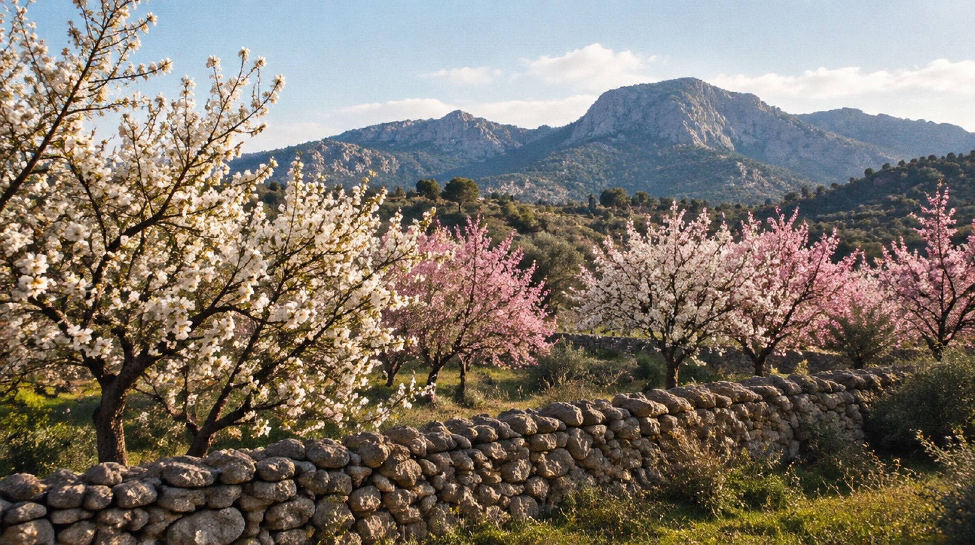 Blühende Mandelbäume in weiß-rosa vor einer Natursteinmauer im Inselinneren